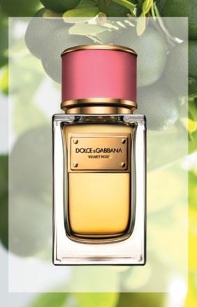 Dolce&Gabbana Velvet Rose
